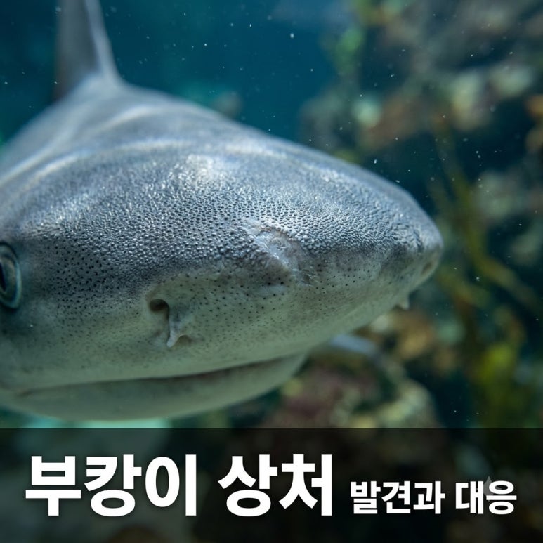원문 이미지 1