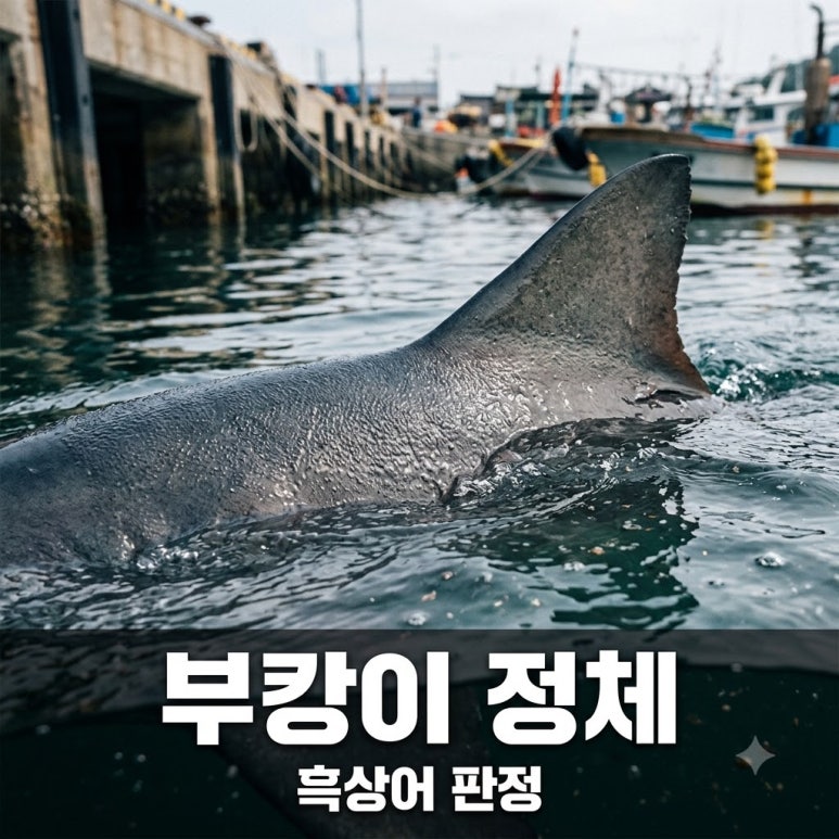 원문 이미지 1