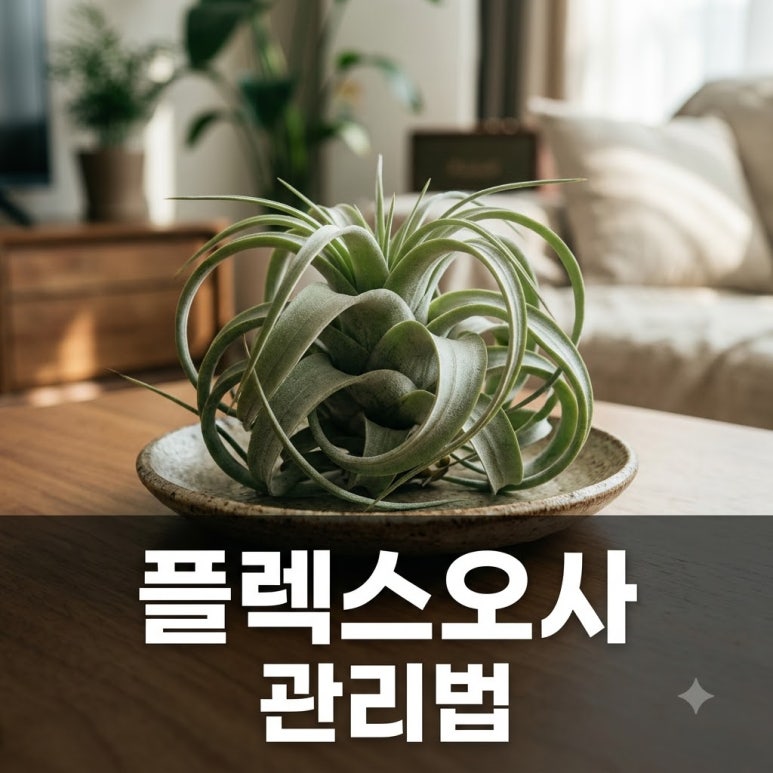 원문 이미지 1