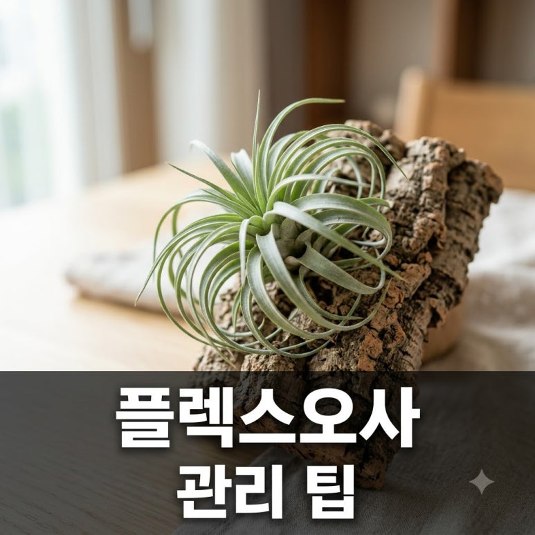 원문 이미지 1