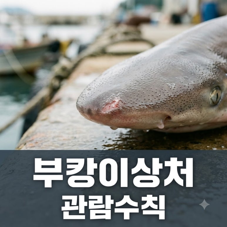 원문 이미지 1