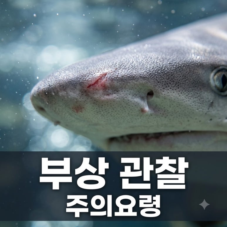 원문 이미지 1