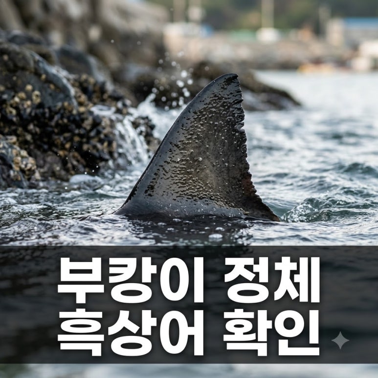원문 이미지 1