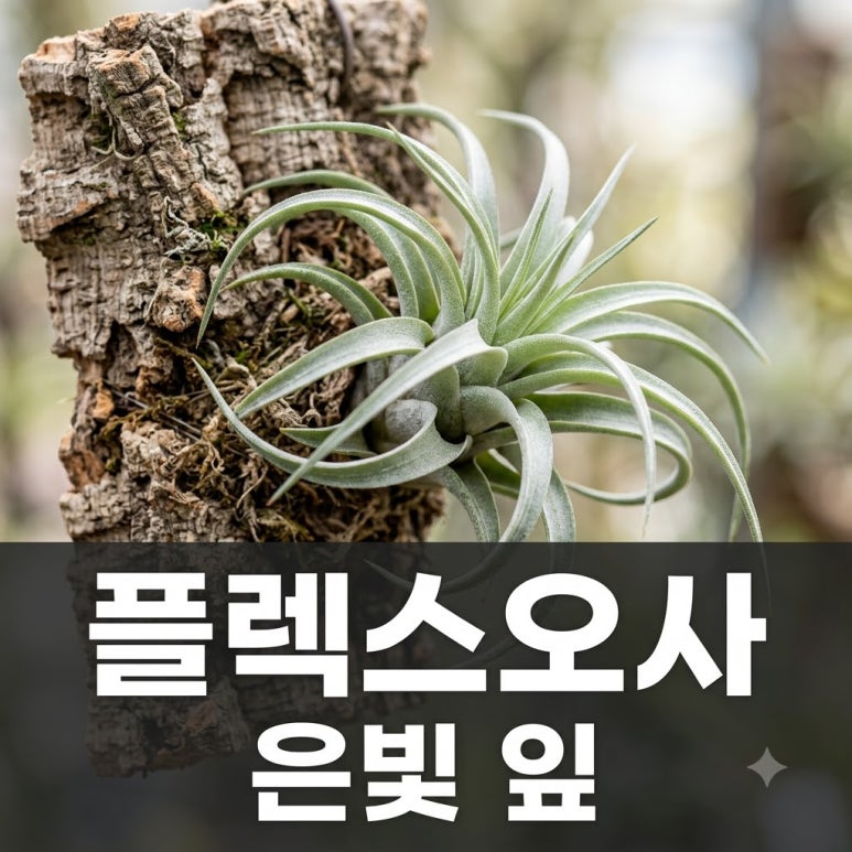 원문 이미지 1