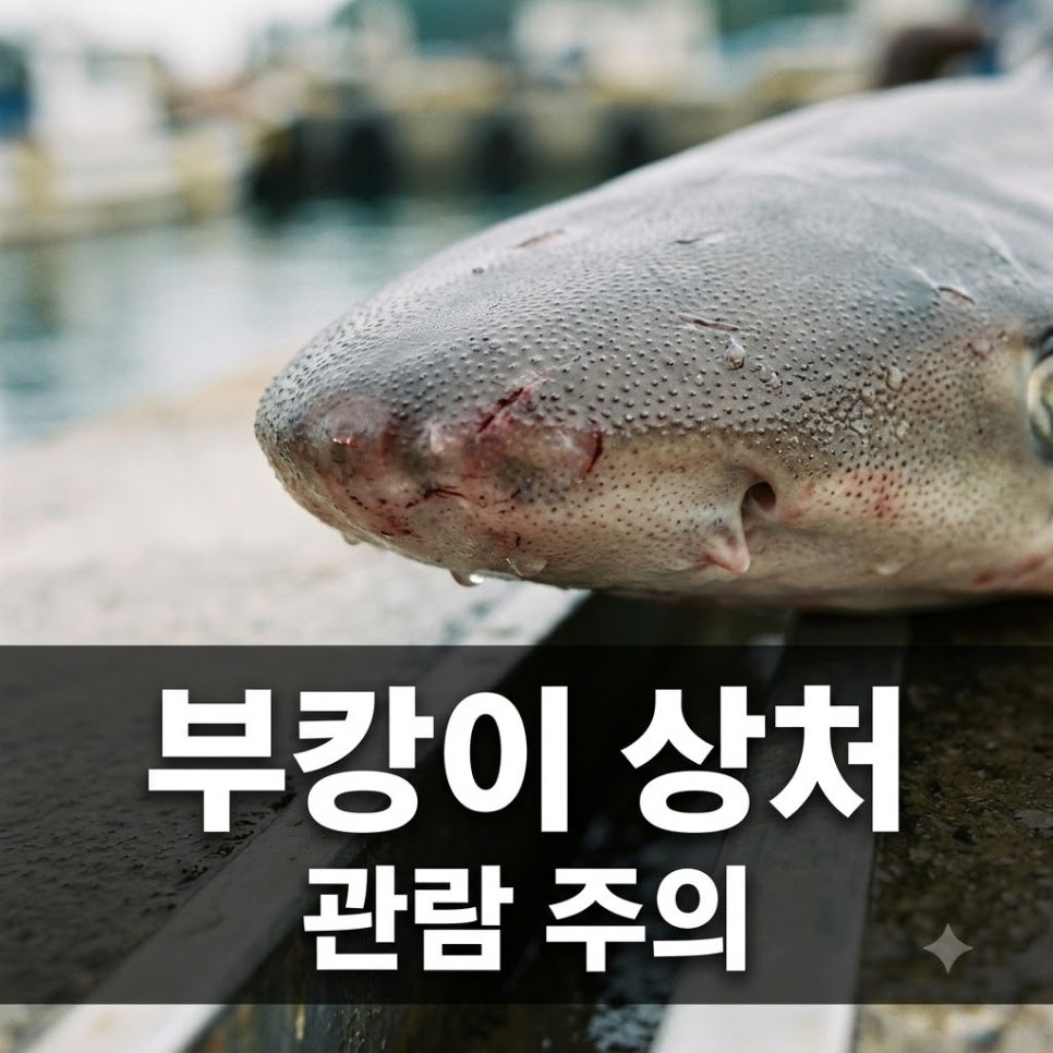 원문 이미지 1