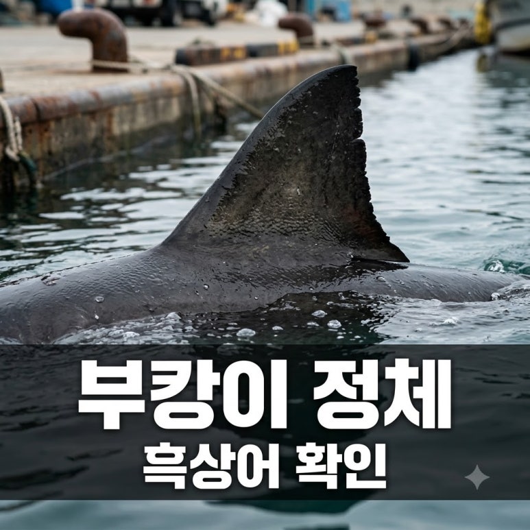 원문 이미지 1