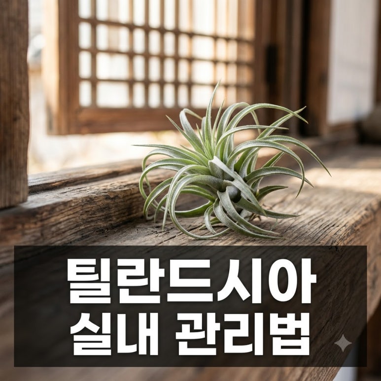 원문 이미지 1