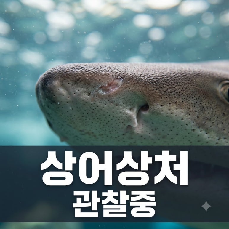 원문 이미지 1